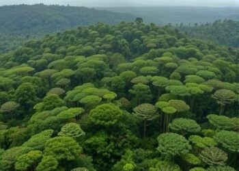 Storms and Drought Speed Up Biomass Turnover in Amazonian Forests — Athmospheric