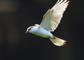 Study Reveals Most Birds Have Yet to Evolve Optimal Wing Shapes for Flight — Biology