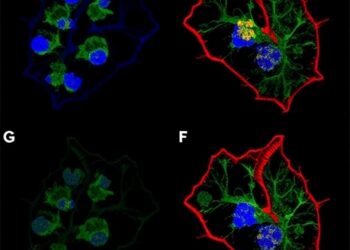 TAK1 Controls Inflammatory Fibroblasts in Heart Attack — Medicine