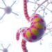 Targeting BCL2: New Hope for Pancreatitis Therapy? — Medicine