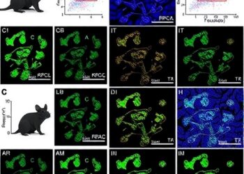 Targeting KRAS Degradation Triggers Swift Lung Cancer Regression in Preclinical Mouse Models — Cancer
