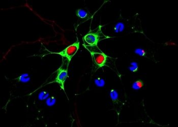 TopBP1 Drives PU.1–IRF8 in Dendritic Cell Immunity — Cancer