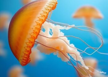 Transforming Jellyfish Bycatch into a Valuable Collagen Source for Cosmetics and Biotechnology — Biology