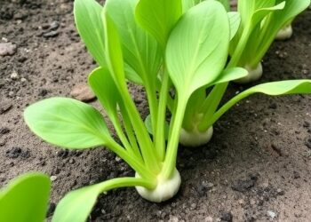 Transforming Poultry Waste into Smarter Soil: How Biochar Production Conditions Influence Radish Growth — Agriculture