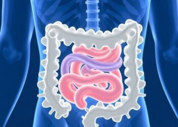 Transplantable Large-Scale Functional Human Gut Tissues — Medicine