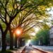 Trees Halve Urban Heat but Unequal Climate Benefits — Technology and Engineering