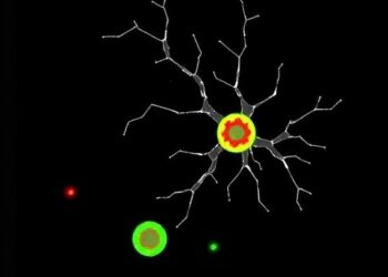 Two Plasmodium vivax Proteins Block Liver Stage — Medicine