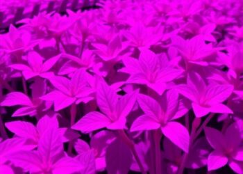 UVR8 Variations Influence Plant Heat Tolerance and Yield — Medicine