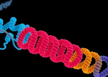 Unveiling Human Betaine/GABA Transporter 1 Mechanisms — Medicine