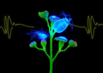 Visualizing Plant Electrical Signals with Dry Electrodes — Technology and Engineering