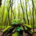 Woody Plants’ Cleanup Power Shaped by Metals, Acidity — Earth Science