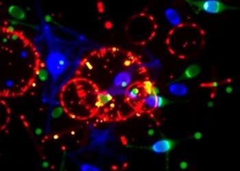 AI-Driven CardioNVT Revolutionizes High-Throughput In Situ Cardiomyocyte Ploidy Analysis Without Immunostaining — Biology