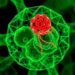 AMC-F1 Controls Mitochondria-Autophagy Crosstalk Independently — Medicine