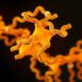 ATP Binding Remodels Amyloid Fibrils, Reduces Toxicity — Medicine