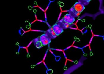 Acridine Compound Binds VEGF, Cuts CAM Vascularization — Medicine