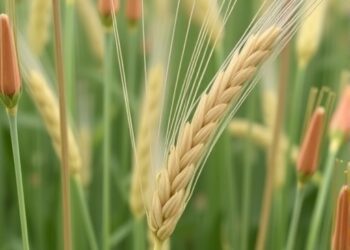 Active Helitron Transposon Family Discovered in Wheat — Biology