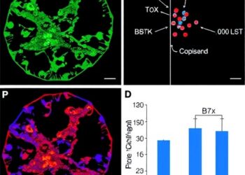 B7x Promotes Resistance to PD-1/PD-L1 Blockade in Bladder Cancer — Cancer