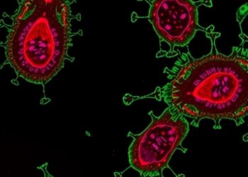 BCG Hsp70–CD123 Immunoconjugate Targets Childhood AML — Technology and Engineering