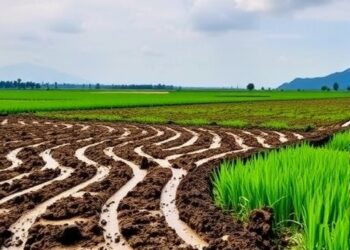 Biochar Initiates Five-Year Soil Restoration Process in Acidifying Rice Paddies — Earth Science