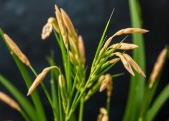 Breakthrough in Magnesium Transporter Discovery Promises Enhanced Nutrition and Flavor in Rice — Agriculture