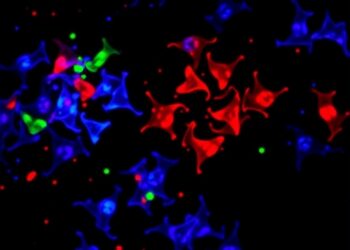 C/EBPγ Drives EMT and DNA Repair in Lung Cancer — Medicine