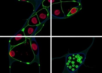 Circadian Rhythm Regulates Inflammatory Responses in Macrophages, Study Finds — Cancer