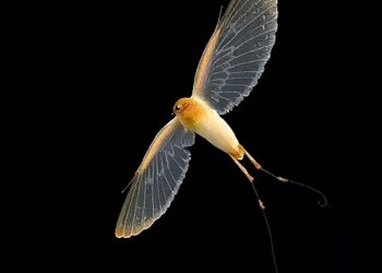 Delicate Long-Distance Flyers with Parchment-Thin Wings: A Scientific Exploration — Biology