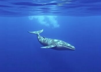 Discovering Optimal Habitats for Humpback Whales — Marine