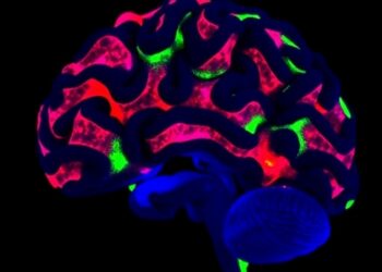 Dual CHK1/CHK2 Inhibitors Synergize Against Neuroblastoma — Technology and Engineering