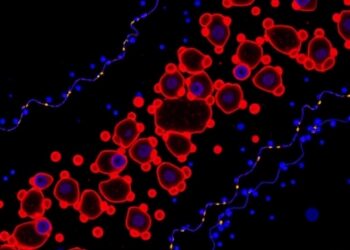 High-Resolution Single-Cell Sequencing Uncovers Trans-Spliced mRNA — Medicine