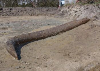 The mammoth’s tusk at the excavation site
