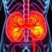 Innovative Bladder Cancer Model Enhances Preclinical Testing — Cancer