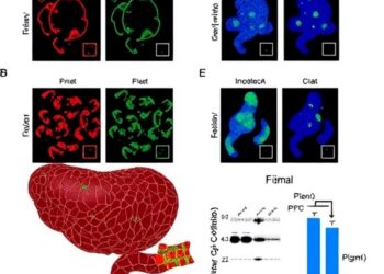 LAMB3 Boosts Gastric Cancer via SAMD4A and PI3K — Cancer