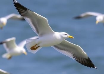 Lesser Black-Backed Gulls Unaffected by Windfarms Despite Fishing Activity — Technology and Engineering