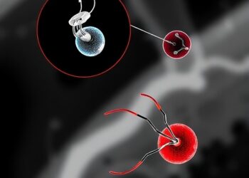 Micro/Nanorobotic Systems Enable Imaging-Guided Closed-Loop Thrombus Recanalization — Technology and Engineering