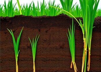 Microbial Day-Night Shifts Impact Rice Rhizosphere Iron, Arsenic — Earth Science