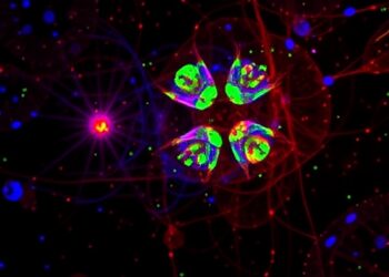 Microglial CD31 Hinders Aβ Clearance, Worsens Alzheimer’s — Medicine