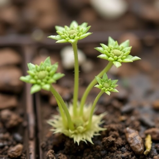 Mycorrhizal Types Influence Plant Drought Response Evolution — Earth Science