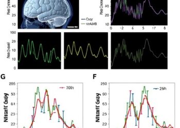 NMDA and GABA Roles in 10-Hz rTMS Plasticity — Psychology & Psychiatry