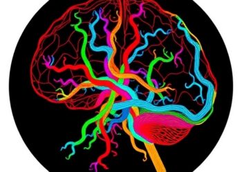 New Brain Vessel Atlas Reveals Vascular Aging Patterns and Identifies Stroke Recovery Risks — Biology