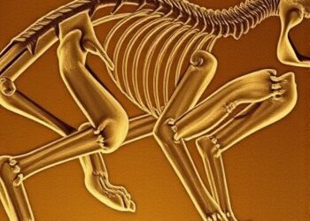 Newly Discovered Fossil Illuminates Evolutionary Journey of Saber-Toothed Cats — Earth Science