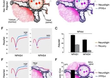 Npas4 Regulates Synaptic Function via Neuroligin-1, N-cadherin — Psychology & Psychiatry