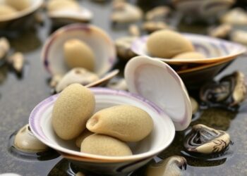 Ocean-crossing contagious cancer sparks severe outbreak in Pacific Northwest clams — Marine
