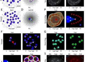 Oligoclonal Expansion of Atypical Vδ2− γδ T Cells in Good’s Syndrome — Medicine