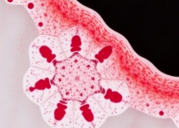 Omicron BA.2.86, JN.1 Broaden Intestinal Cell Tropism — Medicine