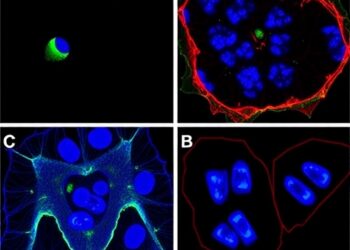 PLK4 Inhibitor RP-1664 Shows Dual Action in Neuroblastoma — Medicine