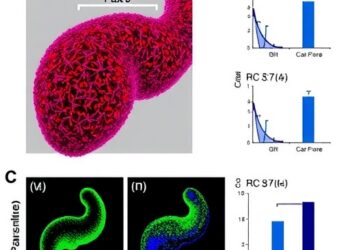 Pancreatic Cancer Drives B Cell Plasticity via Pax5 — Medicine