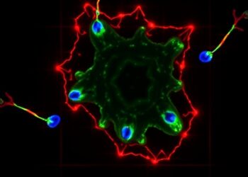 RAF265 Targets USP10/SCD1 to Trigger Ferroptosis — Medicine