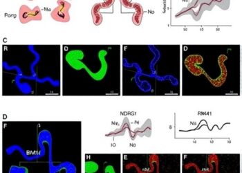 RBM41 Drives Colorectal Cancer by Blocking NDRG1 Maturation — Medicine
