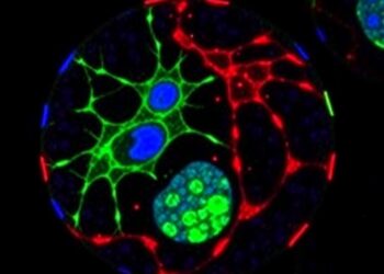 Replication Stress Drives Trophectoderm Fate in Stem Cells — Medicine